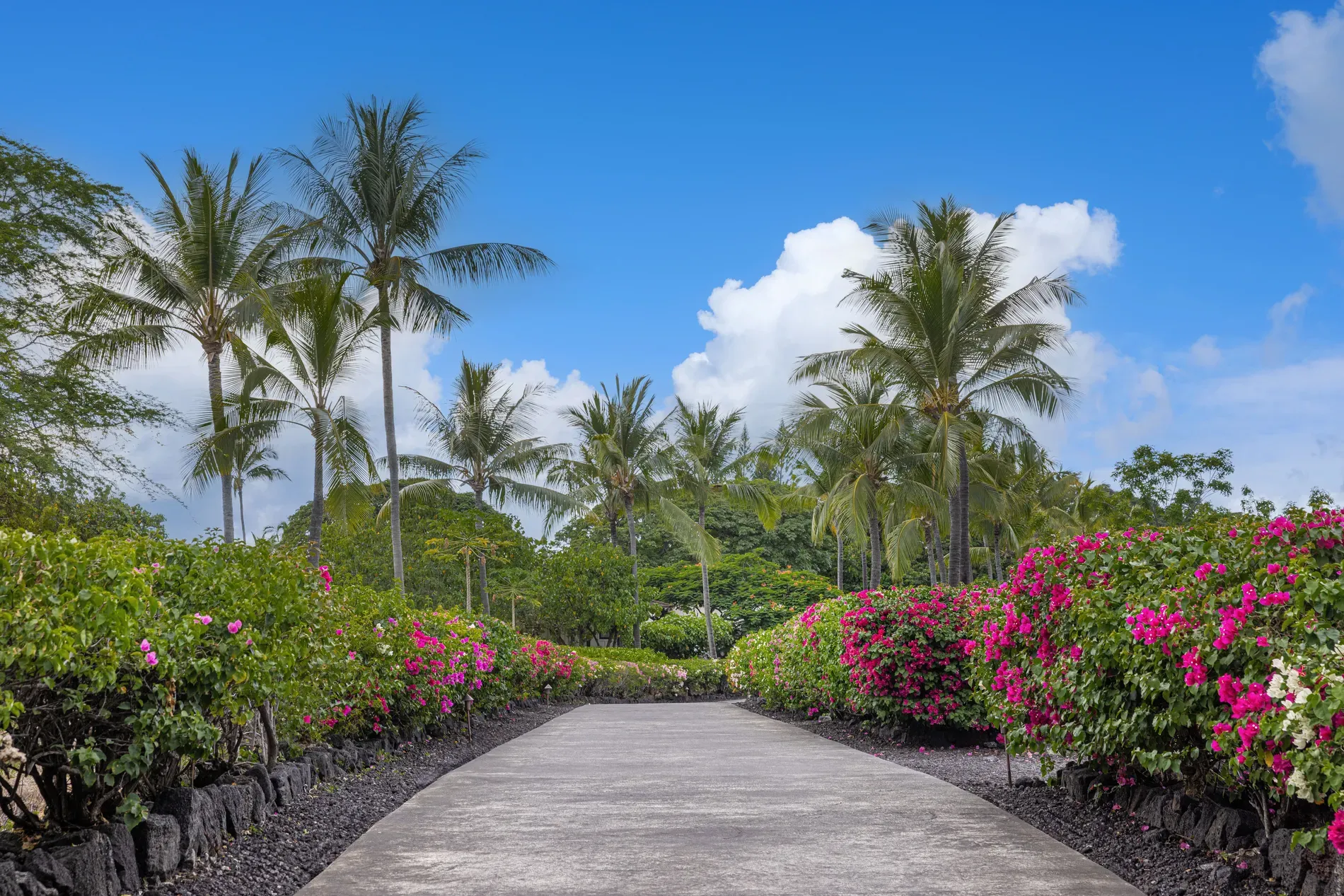 Bougainvillea explosion along the walkway. pinks and fuchsias doing the most.
