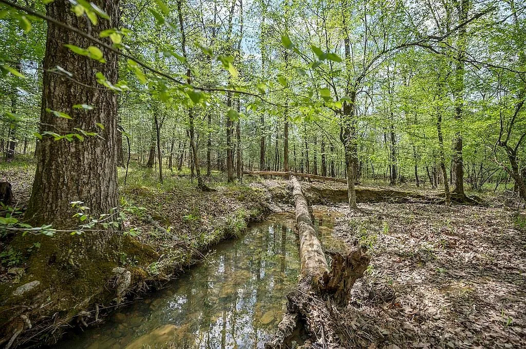 And then the woods. tall trees, filtered light, quiet all around.