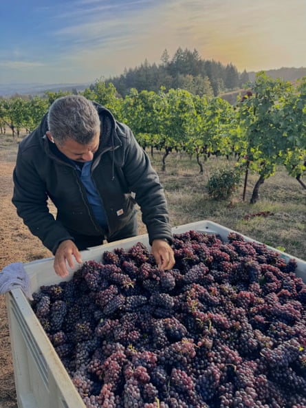 Vineyard worker views grapes