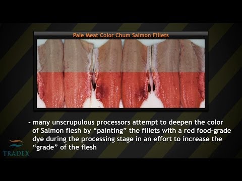 a salmon with artificial dye