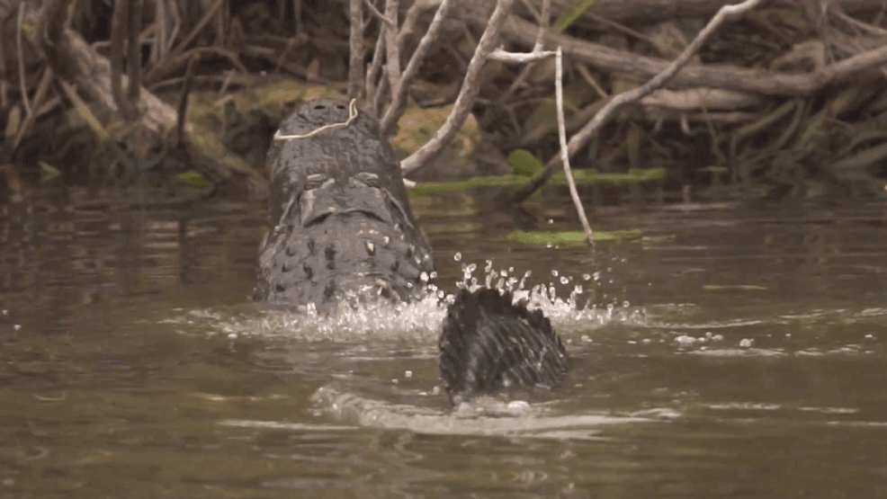 'Alligator Alcatraz': AG Uthmeier suggests Florida detention facility with deadly guards