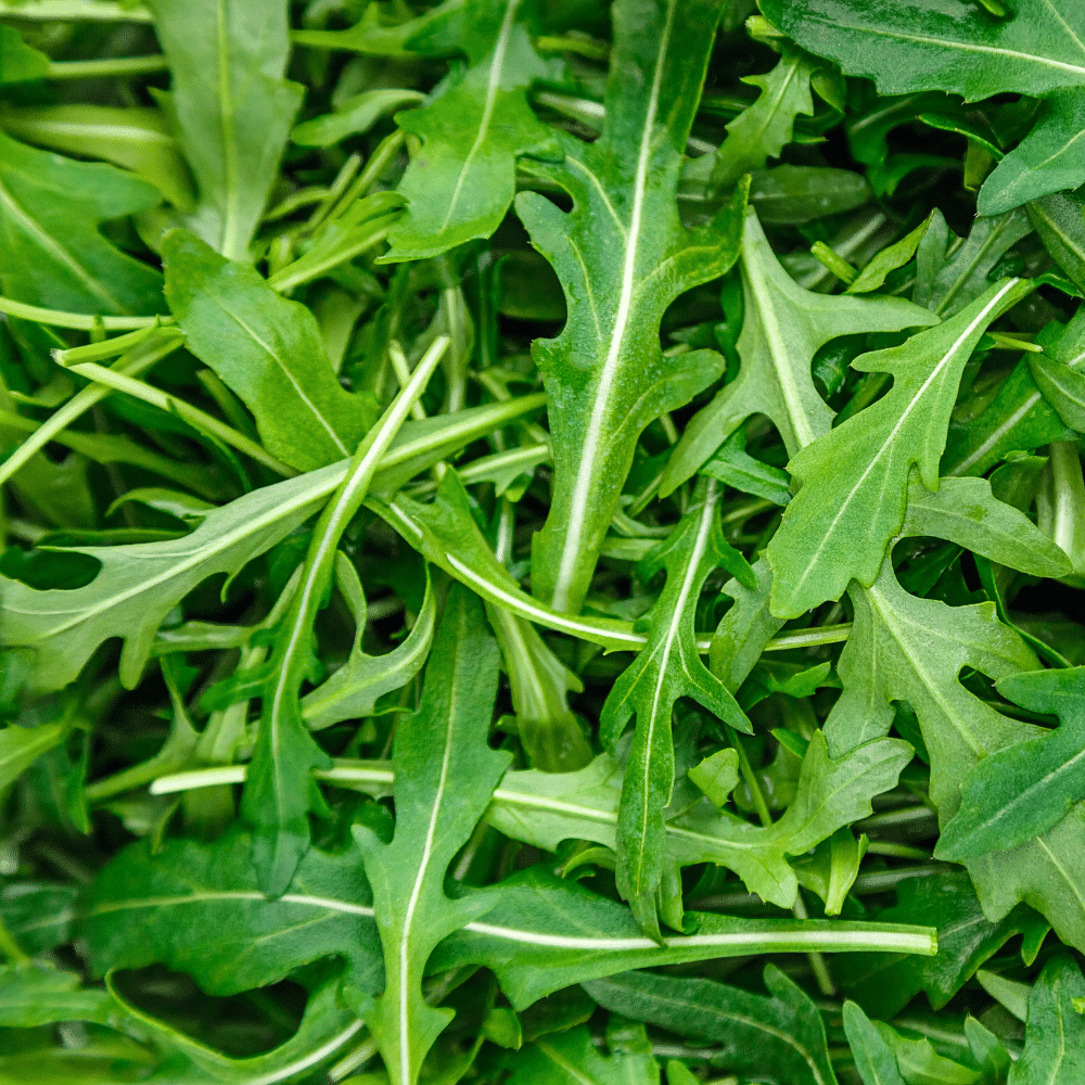 Arugula