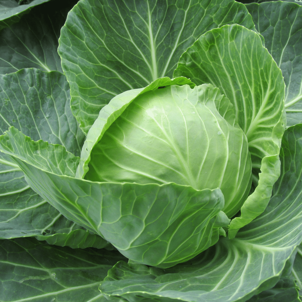 Cabbage