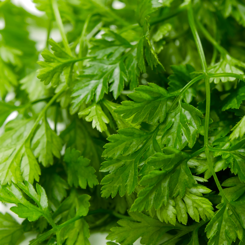 CHERVIL