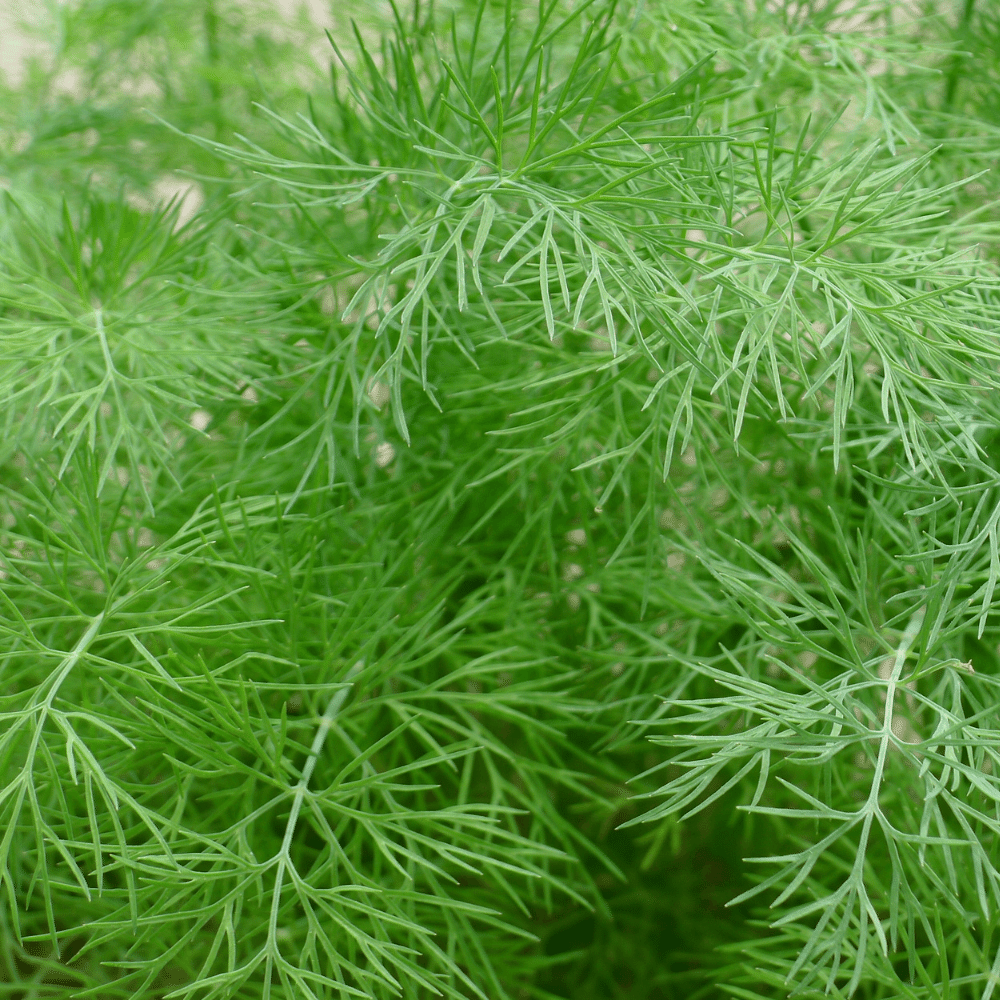 Dill