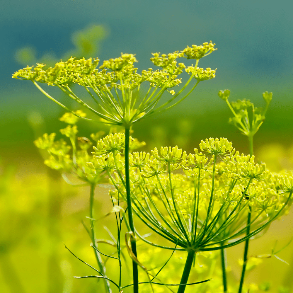 Fennel