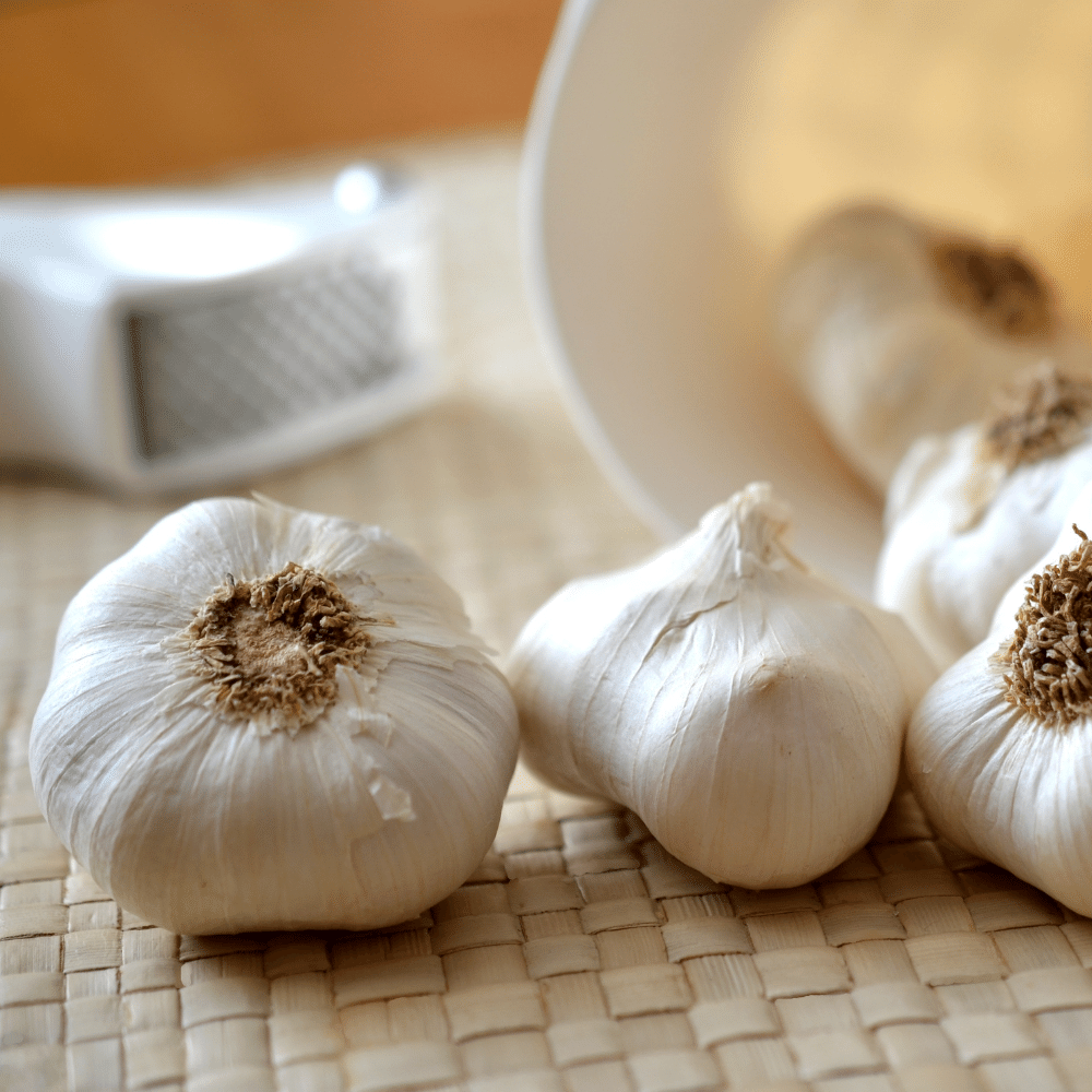 Garlic