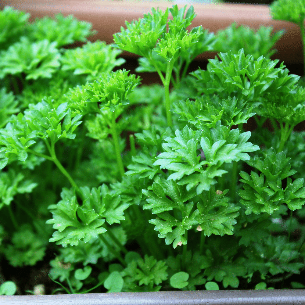 Parsley