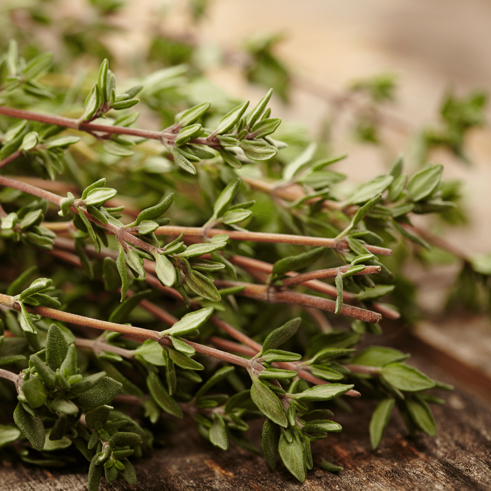 Thyme