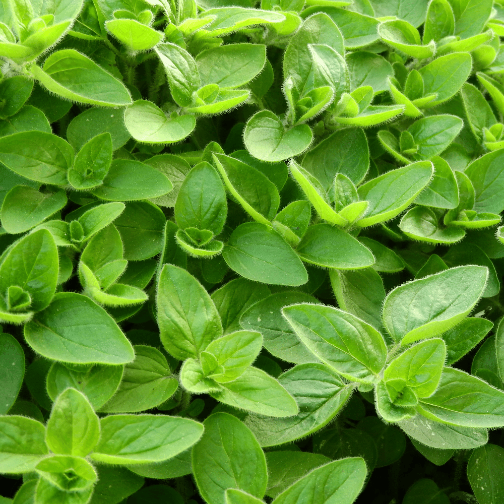 Marjoram