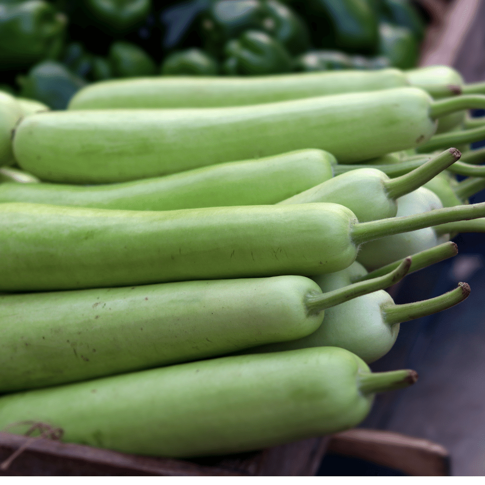 Bottle Gourd