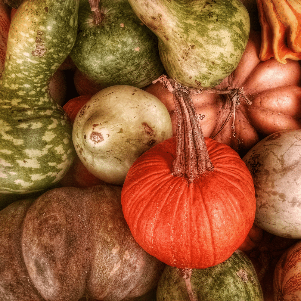 Gourds