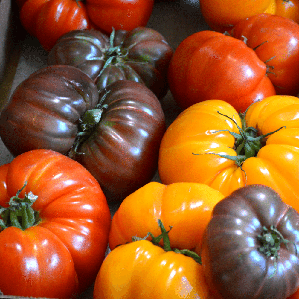 Heirloom Tomatoes