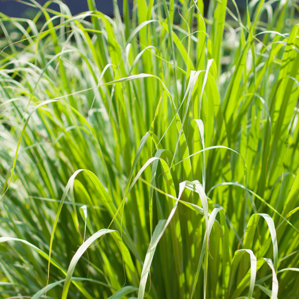 Lemongrass