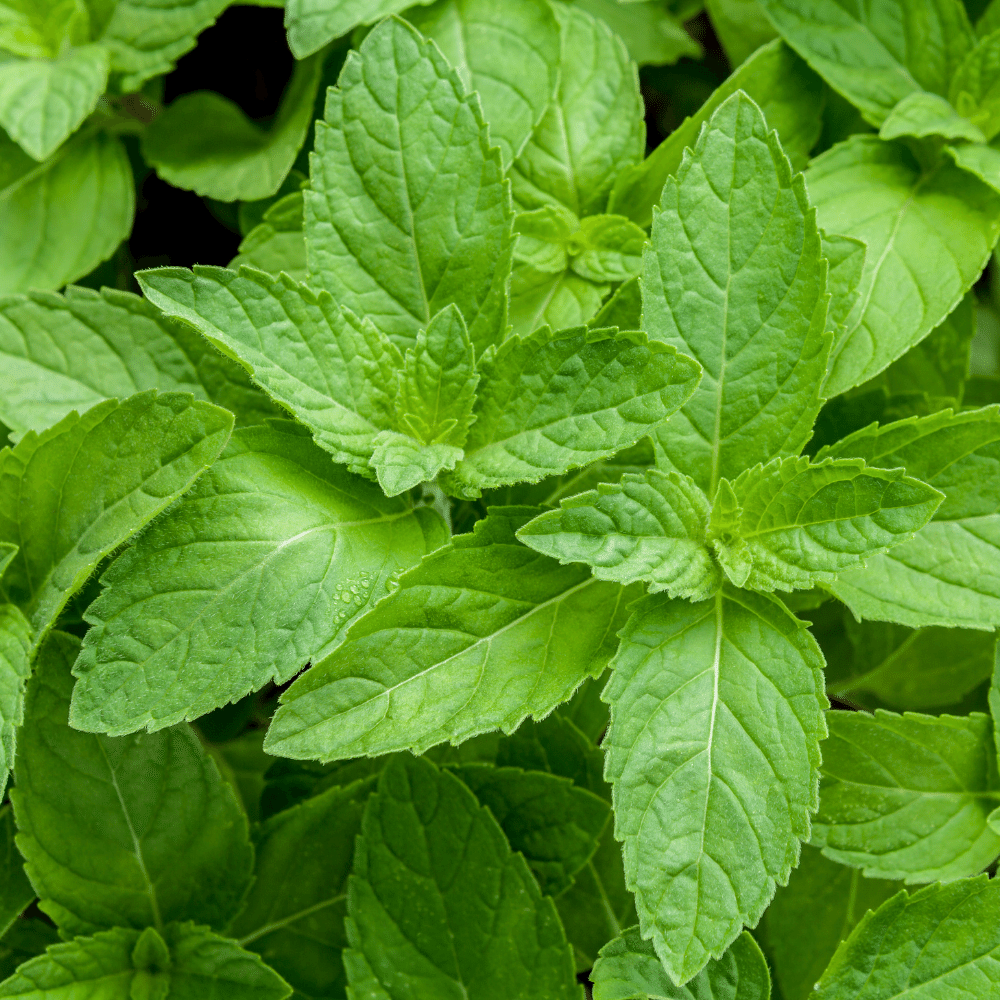 Peppermint