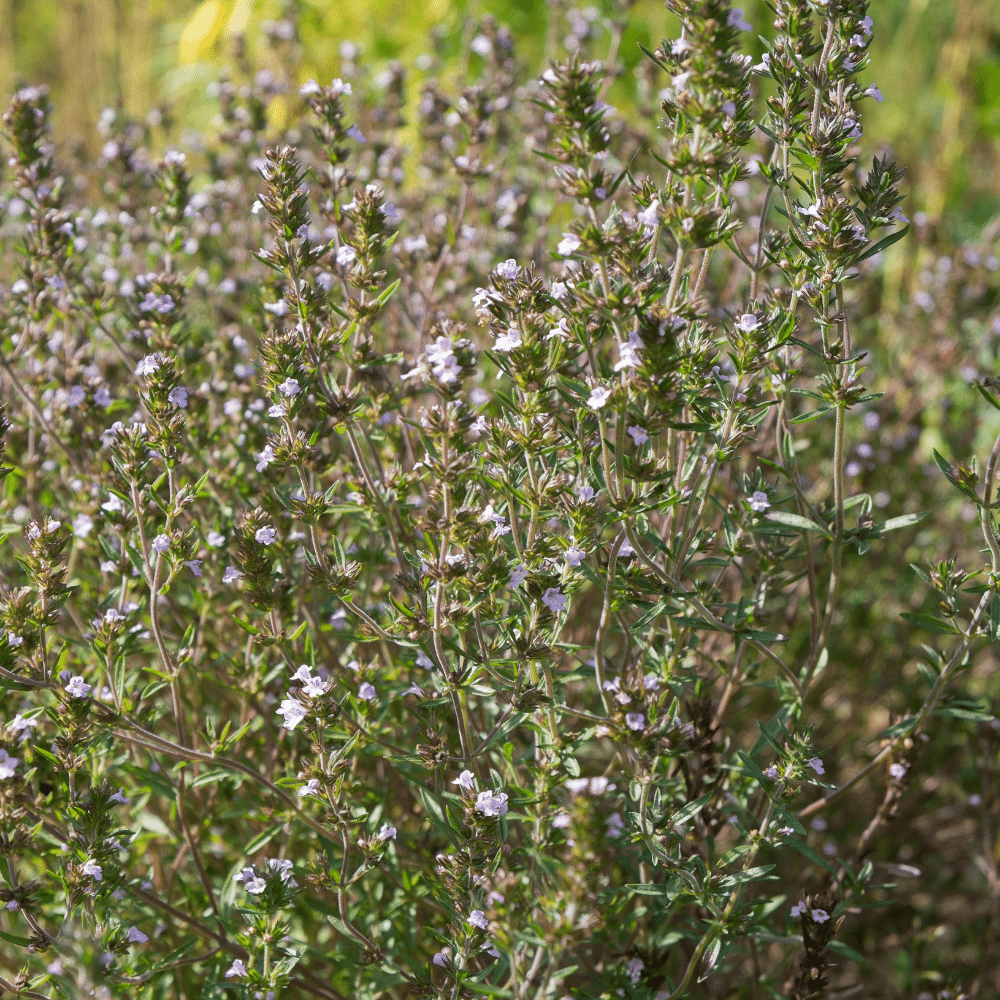 Savory herb