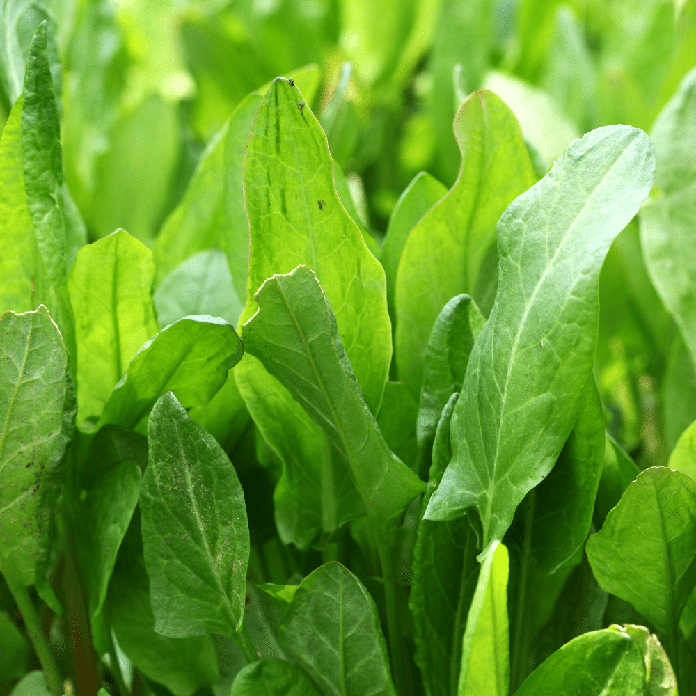 Sorrel