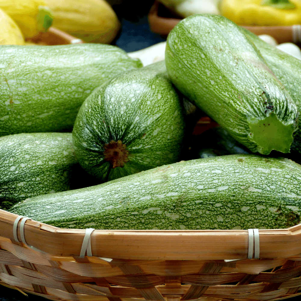 Zucchini Squash