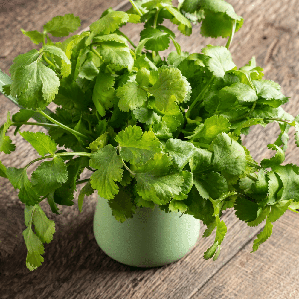 Fresh Cilantro Leaves