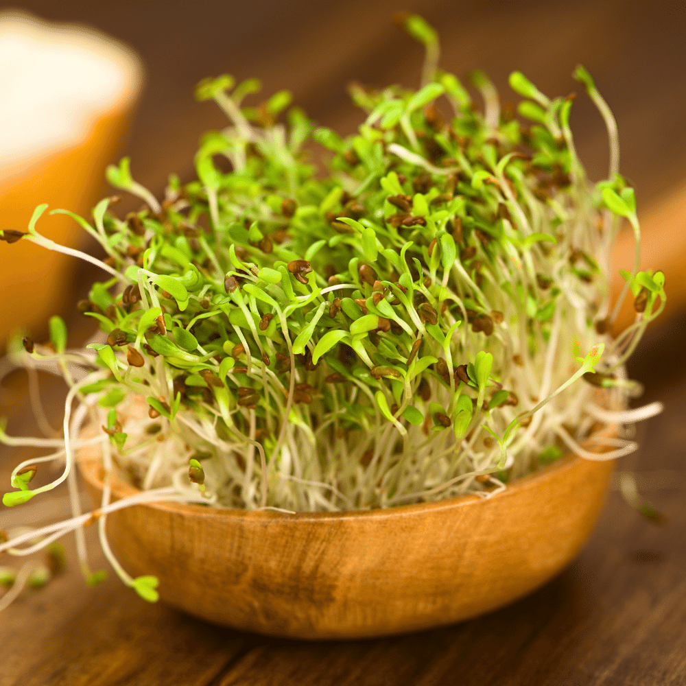 Alfalfa Sprouts