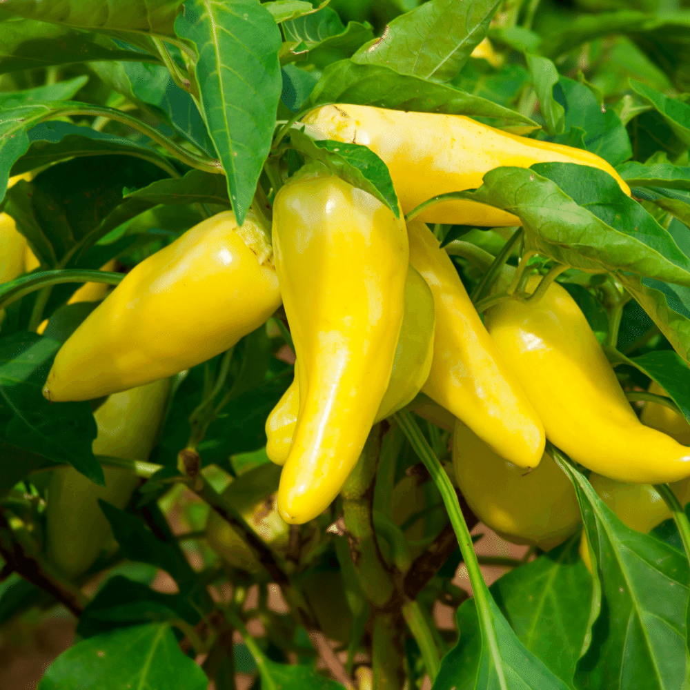 Banana Peppers