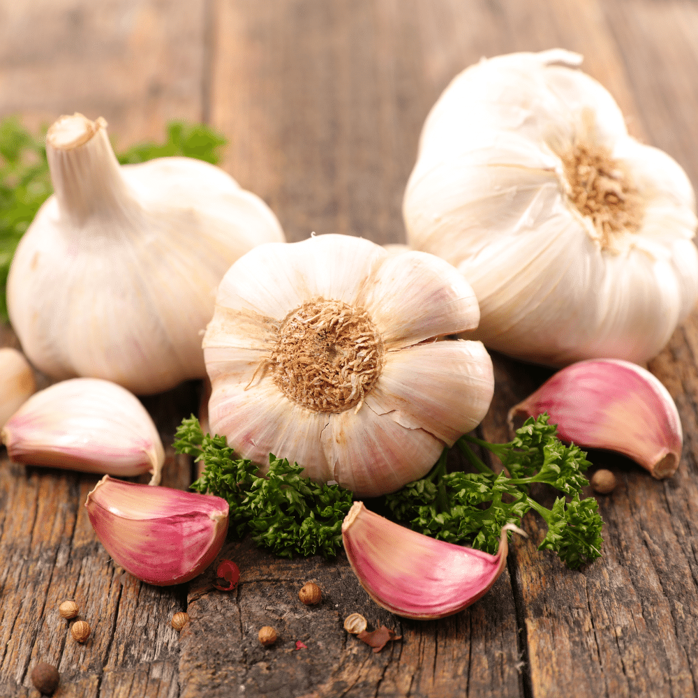 Garlic