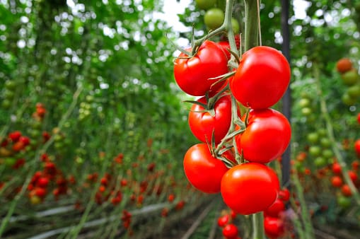 Tomatoes on the Vine