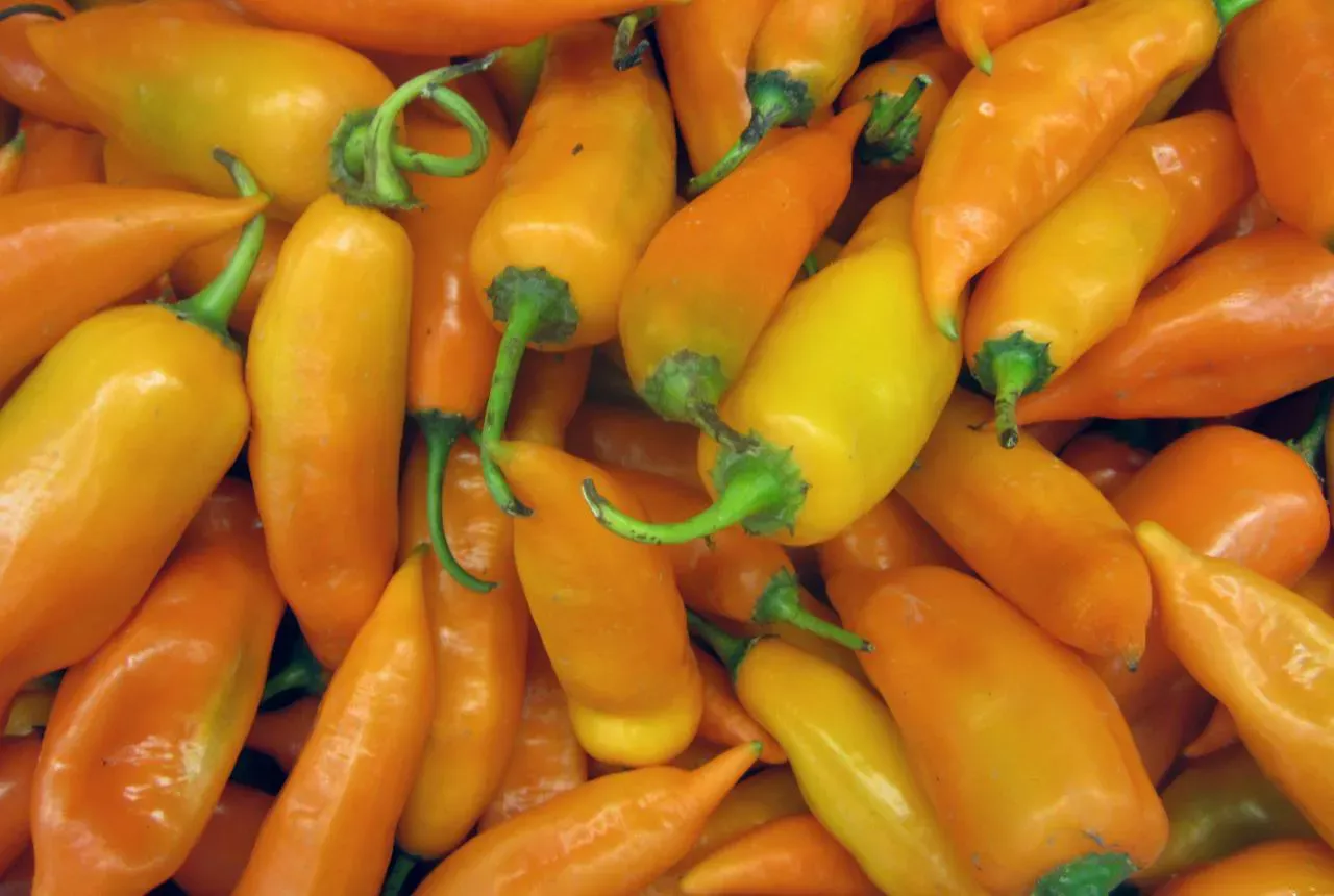 Aji Amarillo Peppers