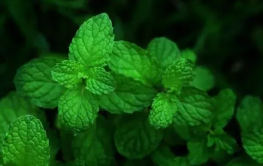 Mint Leaves