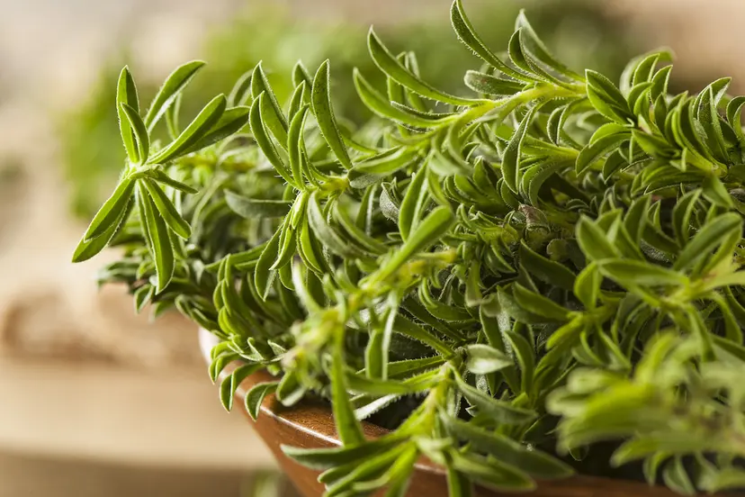 Summer Savory
