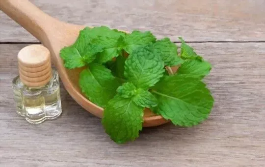 Spearmint Extract