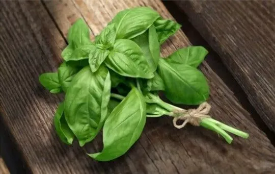 Fresh Basil Leaves