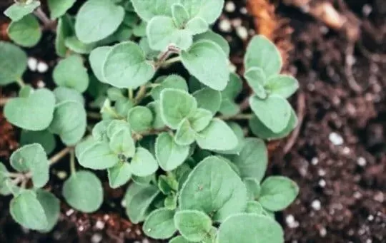 Greek Oregano