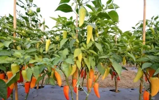 Hungarian Wax Pepper