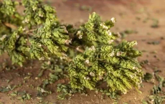 Oregano