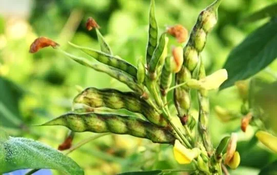 Pigeon Peas