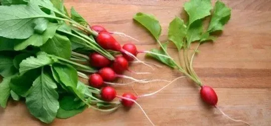 Radish Greens