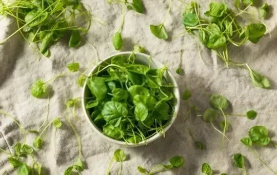 Watercress