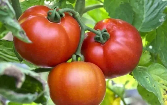Beefsteak Tomatoes
