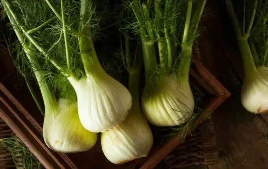 Fennel