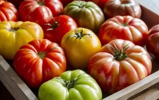 Heirloom tomatoes