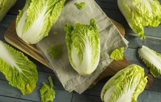 Napa Cabbage