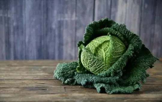 Savoy cabbage