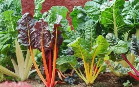 Swiss Chard