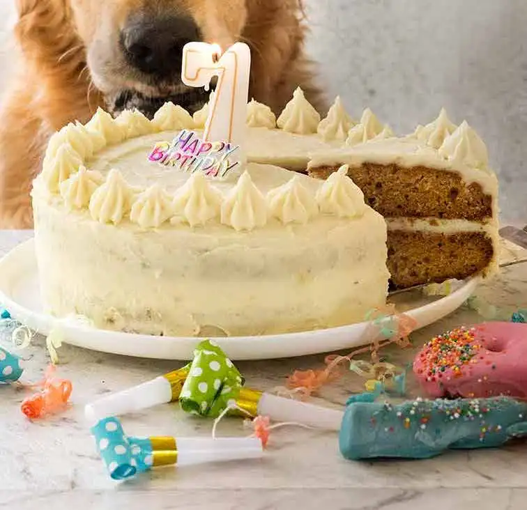 Dog Cake Recipe