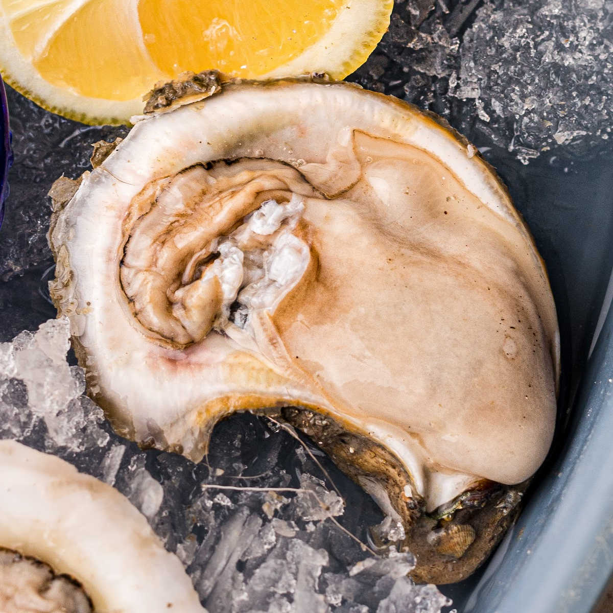 Louisiana's Dangerous Recipe: Raw Gulf Oysters in Summer