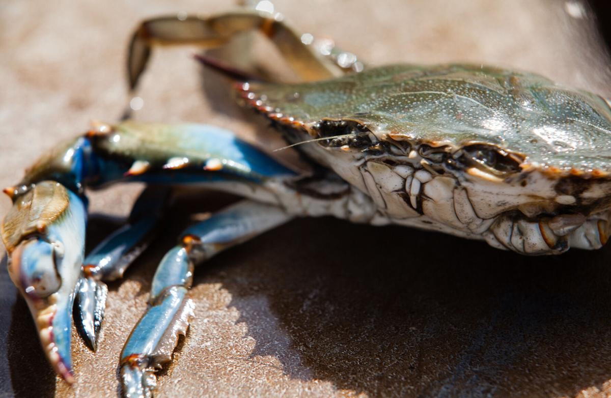 Maryland's Dangerous Recipe: Contaminated Raw Blue Crab