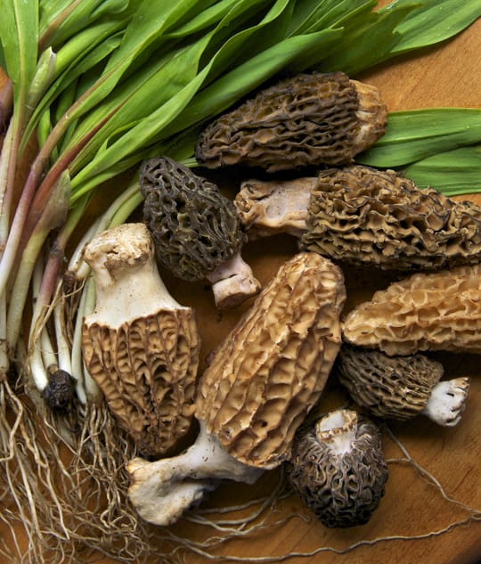 Michigan's Dangerous Recipe: Toxic Wild Morel Preparation