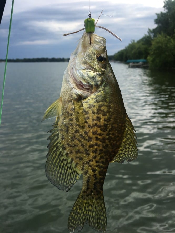Minnesota's Dangerous Recipe: Undercooked Lake Fish