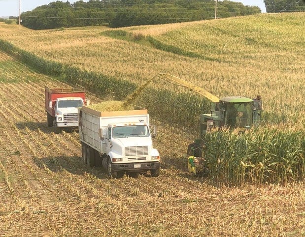 Nebraska's Dangerous Recipe: Underprocessed Corn Silage